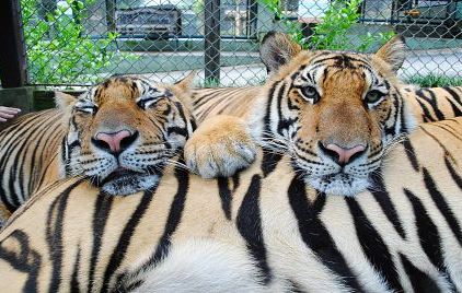 Парк Королевство тигров на Пхукете